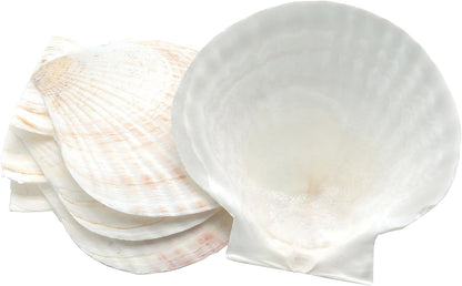 Natural Baking Sea Shells, 5-Inch, Set of 4