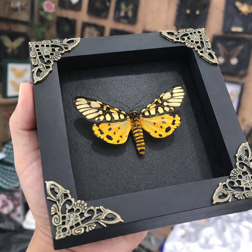 Real Yellow Tiger Moth Open Wings Butterfly Taxidermy Black Frame Shadow Box Preserved Insect Specimen Gothic Aesthetic Dark Academia Oddities Curiosities Home Decor Collectors Gift K12-124-DE