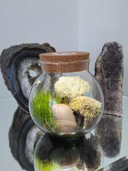 Create Your Serene Moss Sanctuary with The Unique Gardener Moss Bowl Terrarium Kit with LED Light - Complete Terrarium Supplies, Indoor Plants for Stress Relief & Air Purification!