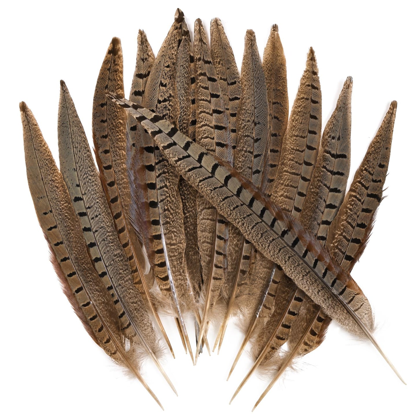 THARAHT 24pcs Male Ringneck Pheasant Tails Feathers Natural Feathers 8-10inch 20-25cm for Crafts Home Wedding Party Performance DIY Decoration Male Pheasant Feathers