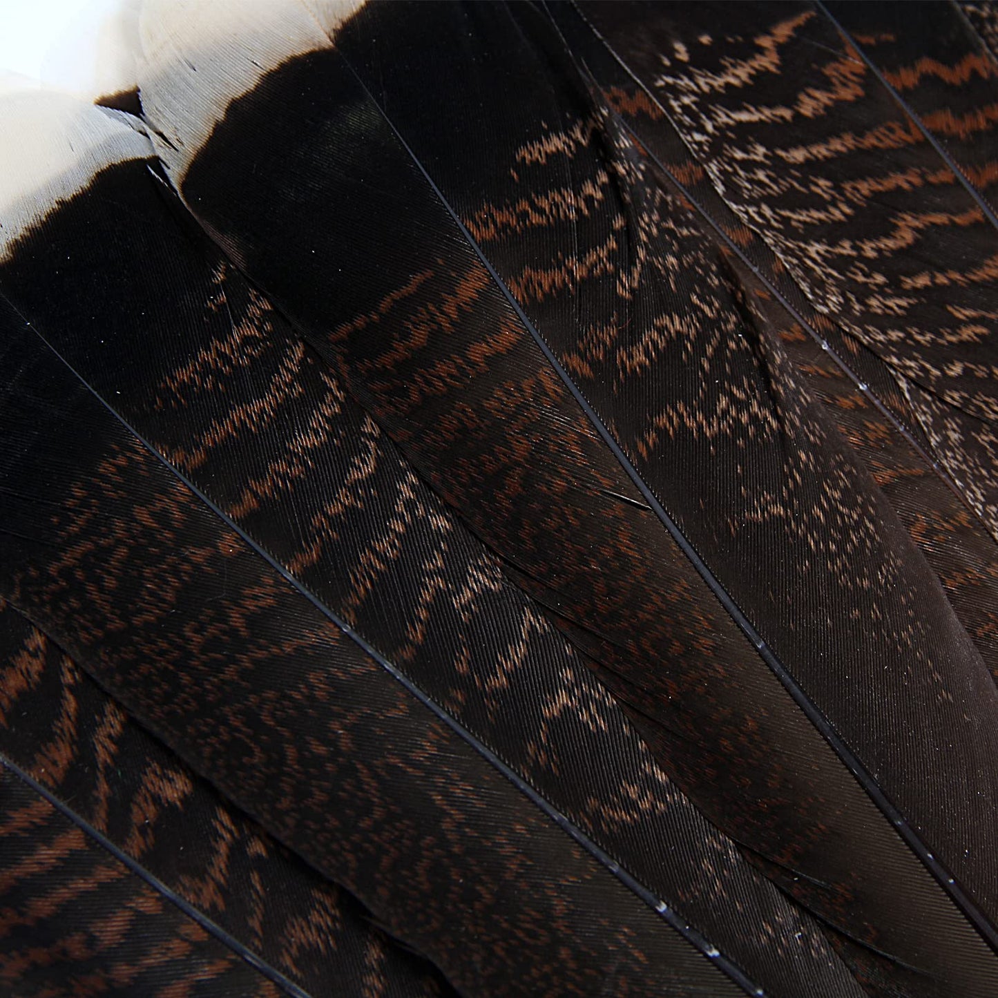 THARAHT 24pcs Natural Wild Turkey Tails Feathers Quill Bulk 8-10inch 20-25cm for DIY Crafts Project Collection Wedding Decoration Wild Turkey Tails Feather