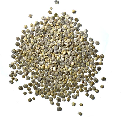 250 (5 Packs) Seed Needs, Giant Noble Spinach Seeds - Heirloom Seeds for Planting Spinacia oleracea - Make Your Own