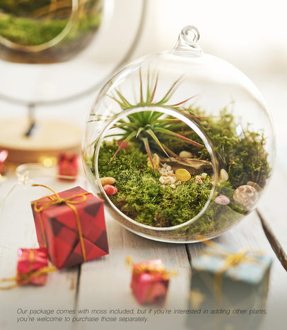 LUCKYRUNES DIY Terrarium Kit with Live Moss, 15-Piece Glass Globe Set with Wooden Stand, Tools, Soil, Stones & Spray Bottle, Indoor Mini Garden Gift for Plant Lovers, Home Desk Decor