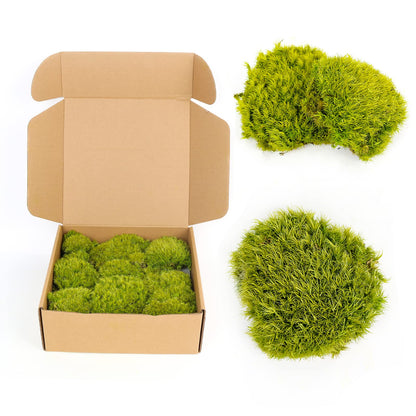 1.5 Sq. Ft. Preserved Moss Pole Decorative Moss for Crafts, Art, Wall Decor,Yellow Green Moss