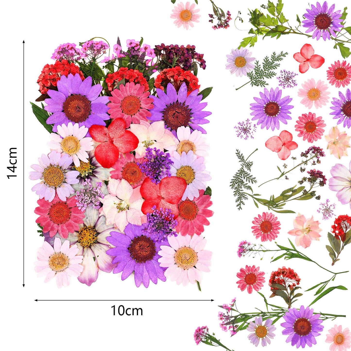 110 Pcs Dried Pressed Flowers for Resin, Real Dry Daisy Flowers and Leaves Bulk with Tweezers and Box Set, Art Crafts Resin Jewelry Making Scrapbook DIY Supplies Card, Soap, Candle Making, Nail Decor