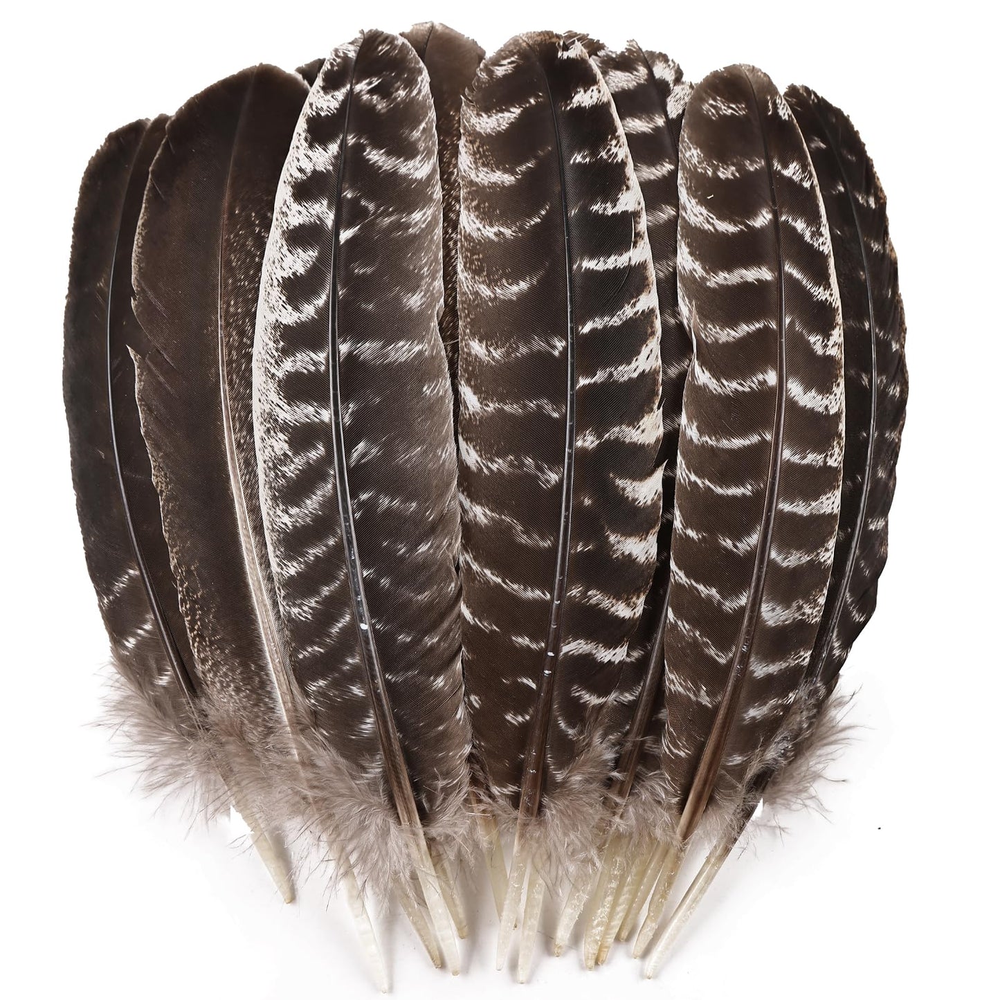 Daieeparty 12pcs Natural Color Wild Turkey Wing Feathers 12-14inch for DIY Crafts Home