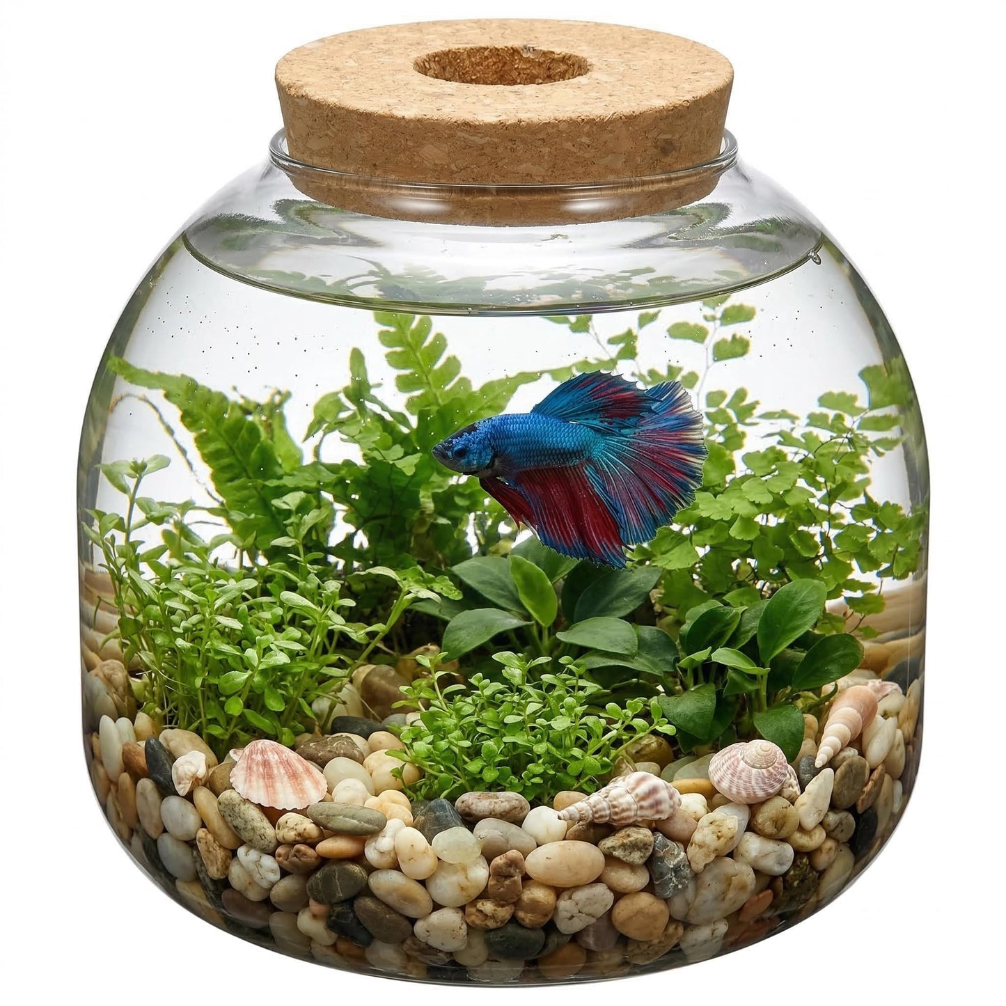 NUOBESTY Glass Terrarium Jar with Cork Lid, Hydroponic Plant Propagation Vase, Clear Round Betta Fish Bowl Tank for Moss Succulent Indoor Desktop Home Decor