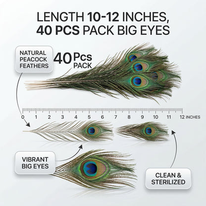 Lamar Big Eyes 40 Pcs 10-12 Inch Peacock Feathers Bulk Feathers for Vases, Home Decor, Wedding Centerpieces, Costumes, and DIY Crafts