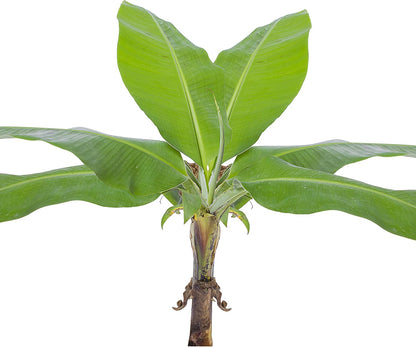 Little Prince Banana - Musa 'Little Prince' by Wellspring Gardens - Ornamental Tropical Beauty for Container Gardening