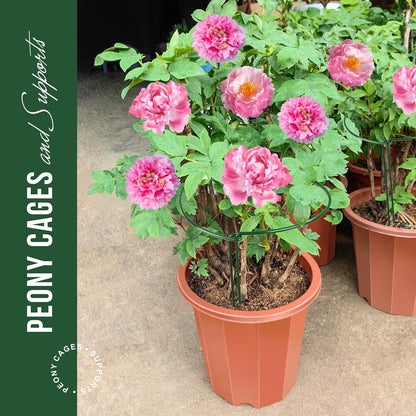 4 10" 15.8" LEOBRO Plant Support Stakes, PCS Plant Stakes, Plant Support, Peony Cages and Supports, Garden Stakes