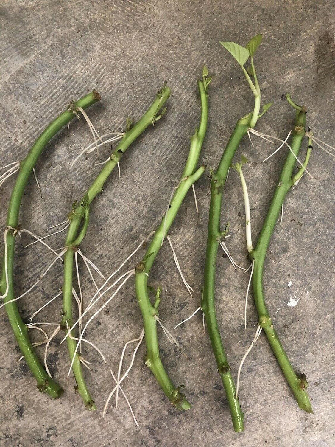 Little Nest 5 Sweet Potato Slips Fresh Cutting Vine with Roots Ready