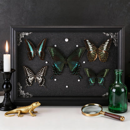 Real Framed Butterfly Taxidermy Collection - Set of 5 in Shadow Box Display - Natural Wood Frame with Museum Quality Preservation - for Home Decor, Wall Art, Gift