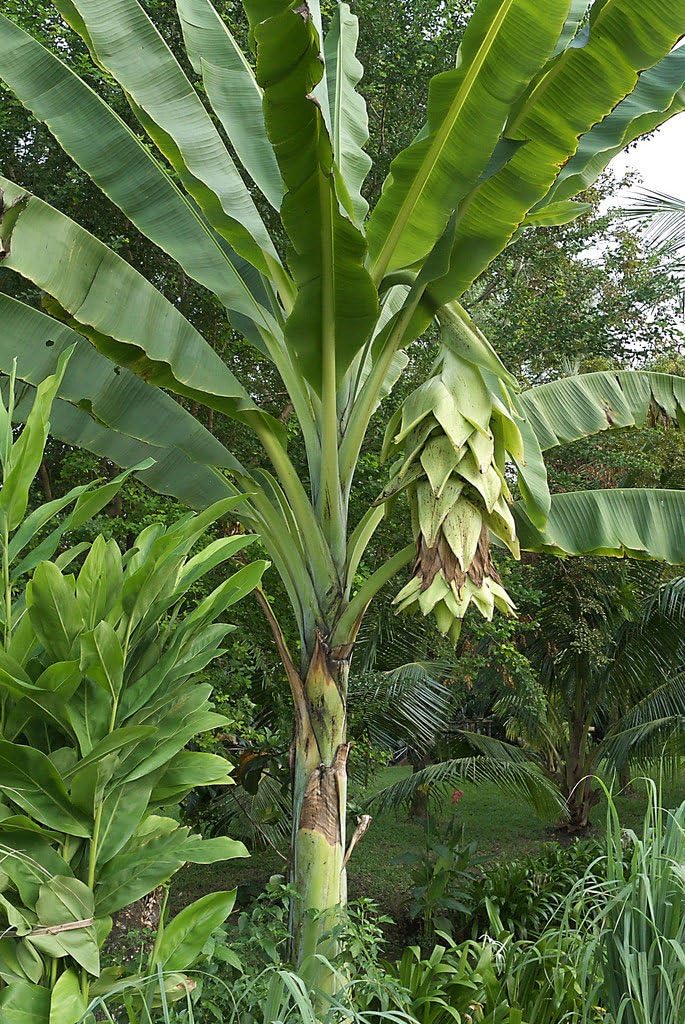 Buy Rare Seeds Ensete 5_Seeds glaucum | Snow Banana |