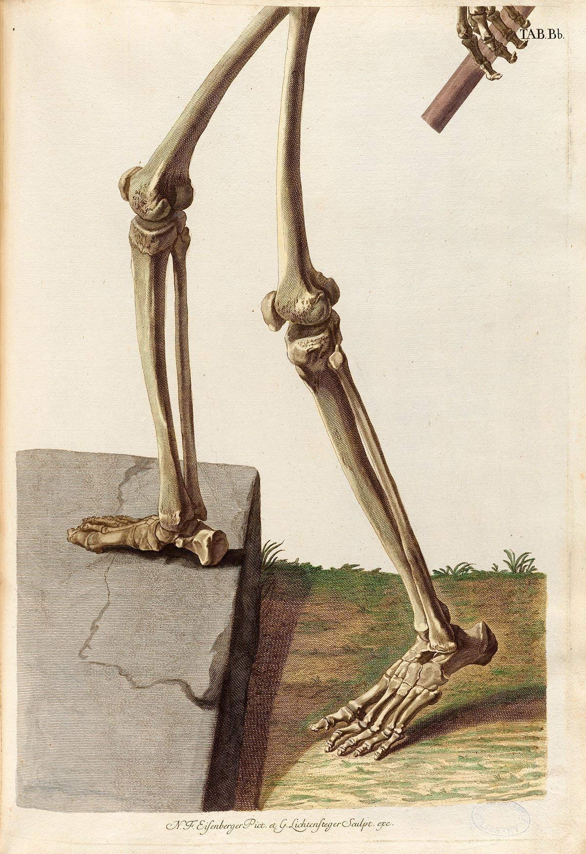 Two Skeletons - Antique Science Lab Wall Prints, Classic Medical Orthopedic and Nursing Student Accessories, Horror Theme Halloween Party Decor and Gift, Set of 4 Photos 8x10 Unframed Art Print Poster