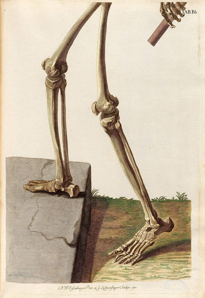 Two Skeletons - Antique Science Lab Wall Prints, Classic Medical Orthopedic and Nursing Student Accessories, Horror Theme Halloween Party Decor and Gift, Set of 4 Photos 8x10 Unframed Art Print Poster