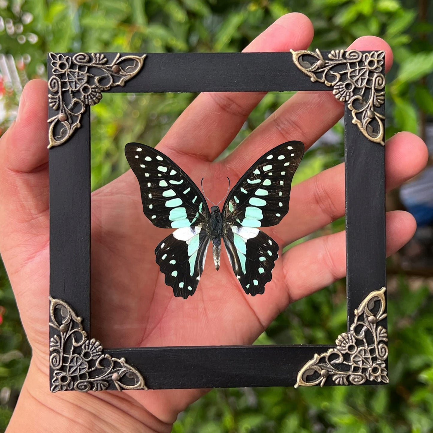 Real Framed Butterfly Gifts for Women Entomology Insect Dried Shadow Box Taxidermy Specimen Display Oddities Curiousities Tabletop Wall Hanging Home Decor K12-11-KINH