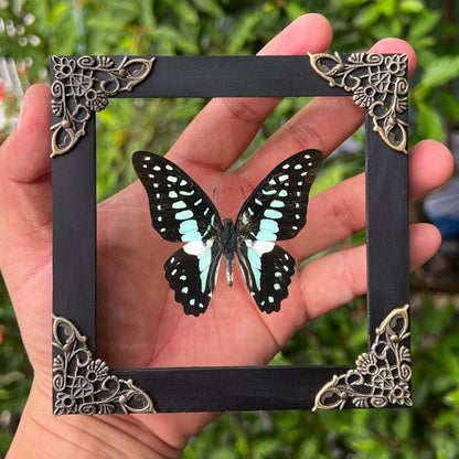 Real Framed Butterfly Gifts for Women Entomology Insect Dried Shadow Box Taxidermy Specimen Display Oddities Curiousities Tabletop Wall Hanging Home Decor K12-11-KINH