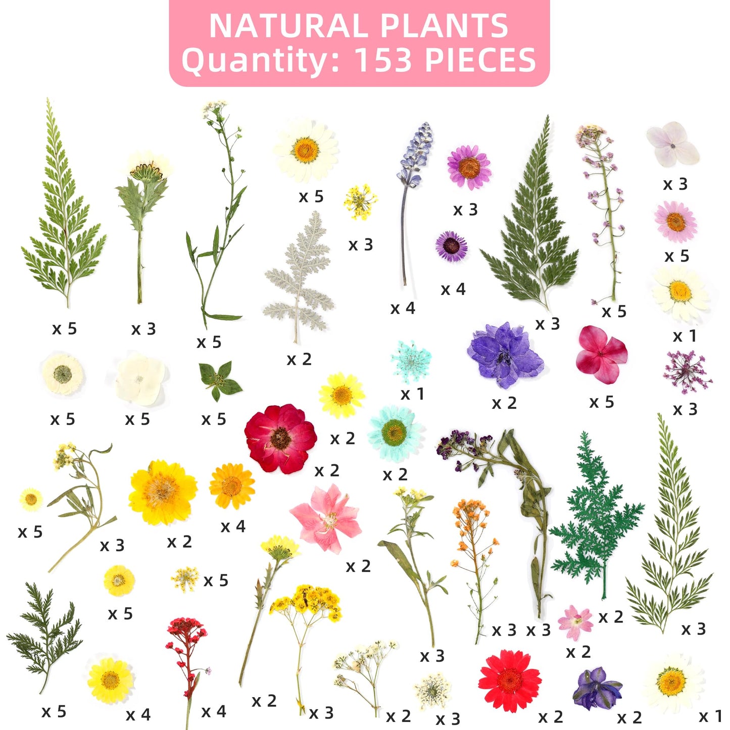 Botanical Pressed Flower Set – Real Dried Flowers & Leaves for Resin Art, Scrapbooking, Candle Making, and DIY Nature Crafts