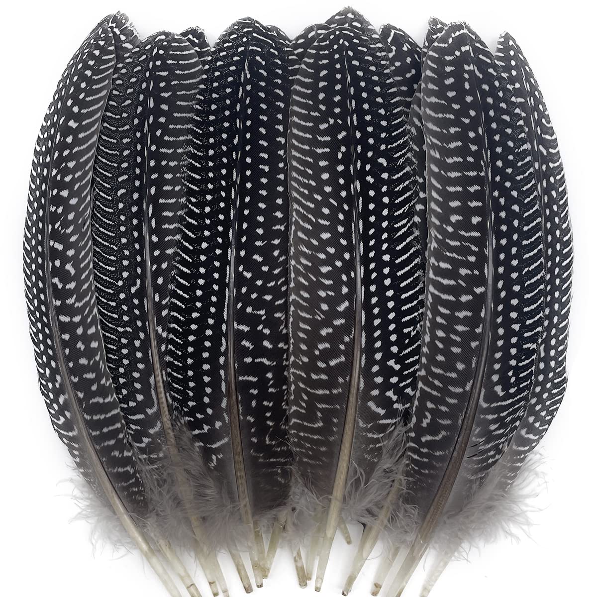 50PCS Natural Spotted Feathers Pheasant Feathers for Craft Clothing Jewelry Accessories Decoration (Guinea Fowl Wing Feather 6-8")