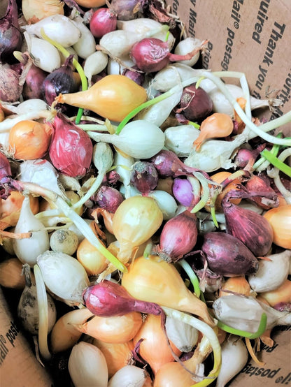 3 Sets (Bulbs) 1/2 (~50 Sets) 2026 TomorrowSeeds - Colors Mix Onion - Pound - Fresh Crop, Stored Cold, for Planting