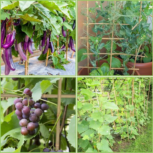 GAGINANG Bamboo Garden Stakes - 4.8FT Sturdy Natural Trellis Support for Tomatoes, Vegetables & Climbing Plants | 20 Pack