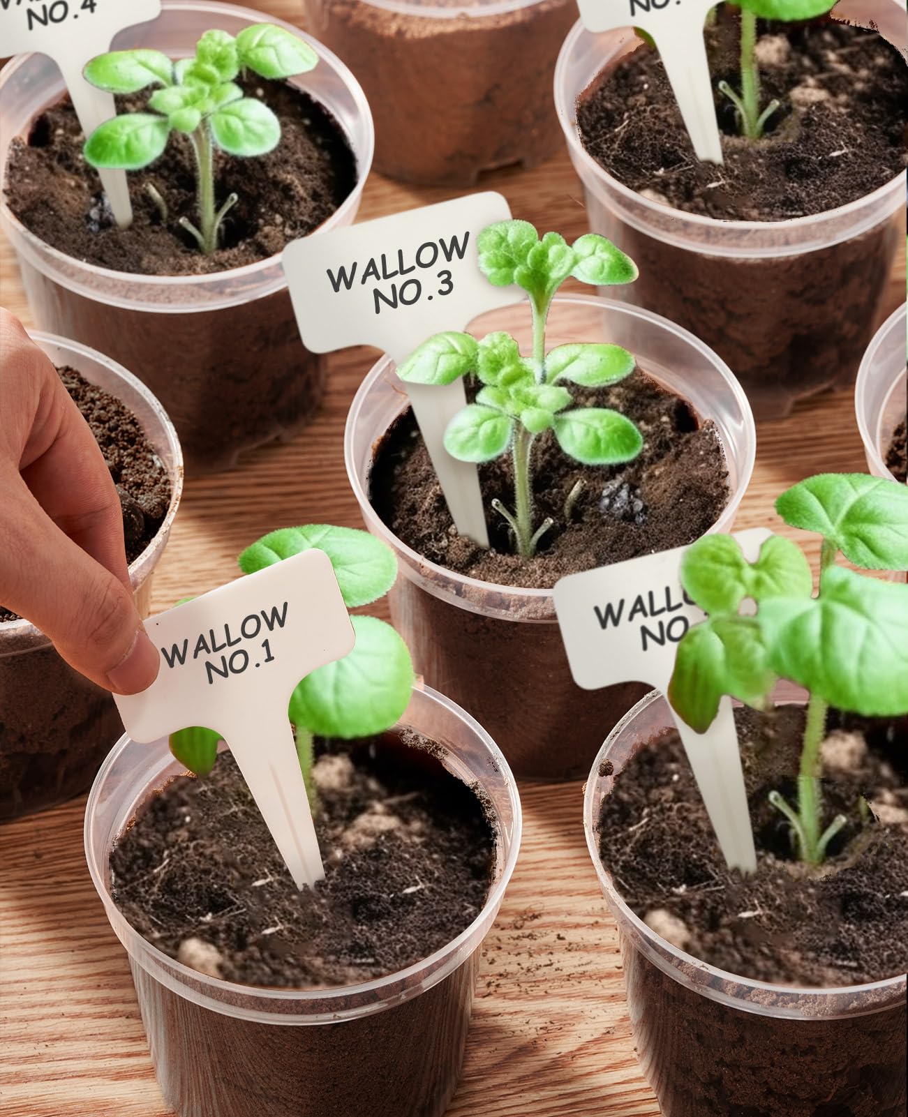 homenote Clear Nursery Pots for Plant,3/4/5 Inch Plant Pot for Planting Plastic Seedling with Drainage Holes Seed Starter Flower High Transparency 20 Labels Excellent Hardness(30 Pack)