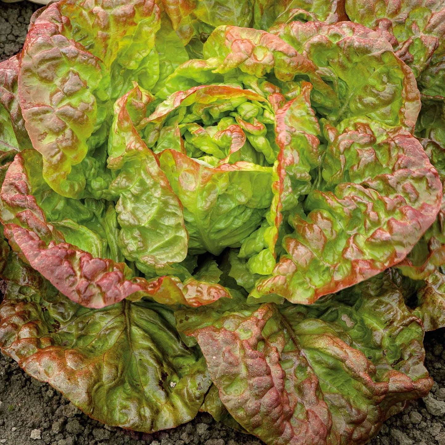 Packet 2, 3, 4, 5, 6, 7, 8, 9, 10 Eden Brothers Lettuce Seeds - Marvel of Four Seasons Non-GMO Seeds for Planting, |