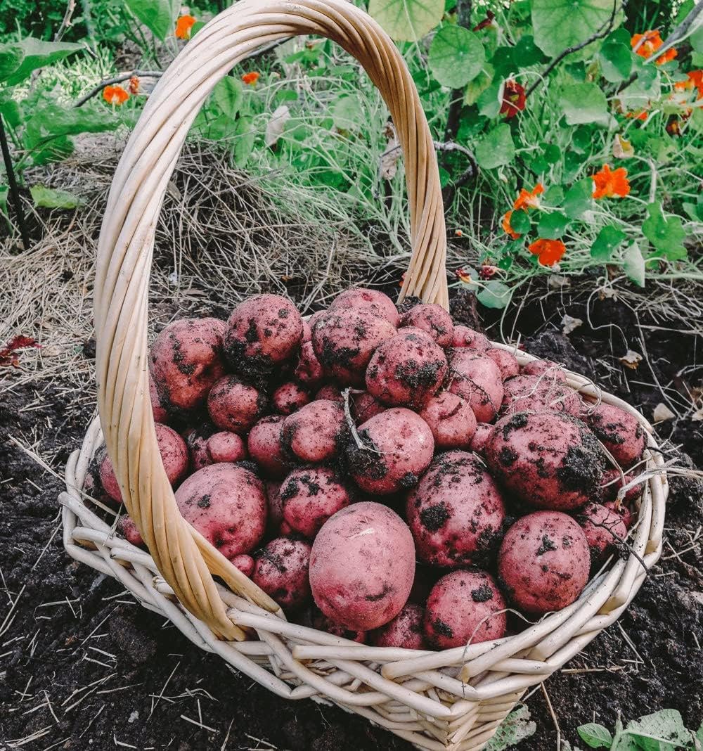 Bulbs 2026-2 TomorrowSeeds - Pontiac Red Seed Potatoes - USDA Certified for Growers Size B NonGMO Potato Tubers Growing