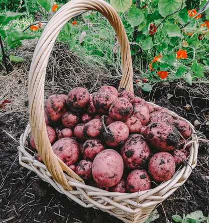 Bulbs 2026-2 TomorrowSeeds - Pontiac Red Seed Potatoes - USDA Certified for Growers Size B NonGMO Potato Tubers Growing