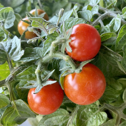 (5 Packs) Seed Needs Tiny Tim Tomato Seeds for Planting Dwarf Cherry Tomatoes - Non-GMO Heirloom & Untreated Veggie