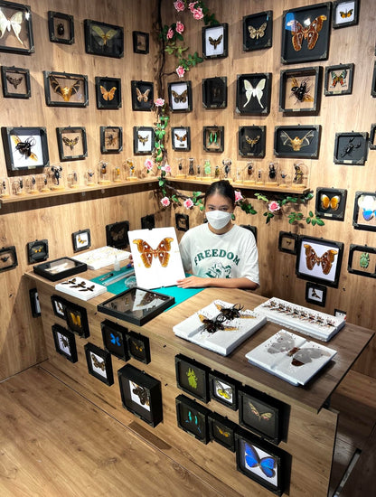 Real Framed Butterfly Gifts for Women Entomology Insect Dried Shadow Box Taxidermy Specimen Display Oddities Curiousities Tabletop Wall Hanging Home Decor K12-11-KINH