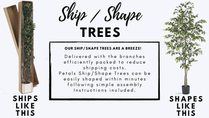 Petals - 7' Fiddle Leaf Fig Silk Tree - 7' Height x 42" Width