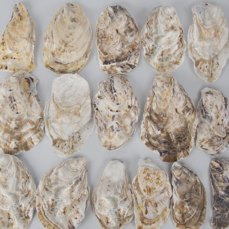 20 PCS Flat Oyster Shells for Crafts 3"-5" Natural Oyster Shells Bulk, for Home Vase Filler, Xmas Ornaments, DIY Arts and Crafts Sea Shells
