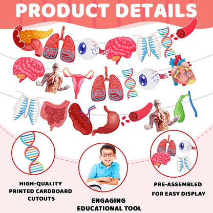 4 Strings 28 Pcs Anatomy Themed Hanging Banner, Human Body Parts Educational Cutouts Garland for Classroom Decorations, Science Party Supplies, School Learning Tools, and Medical Office Decor
