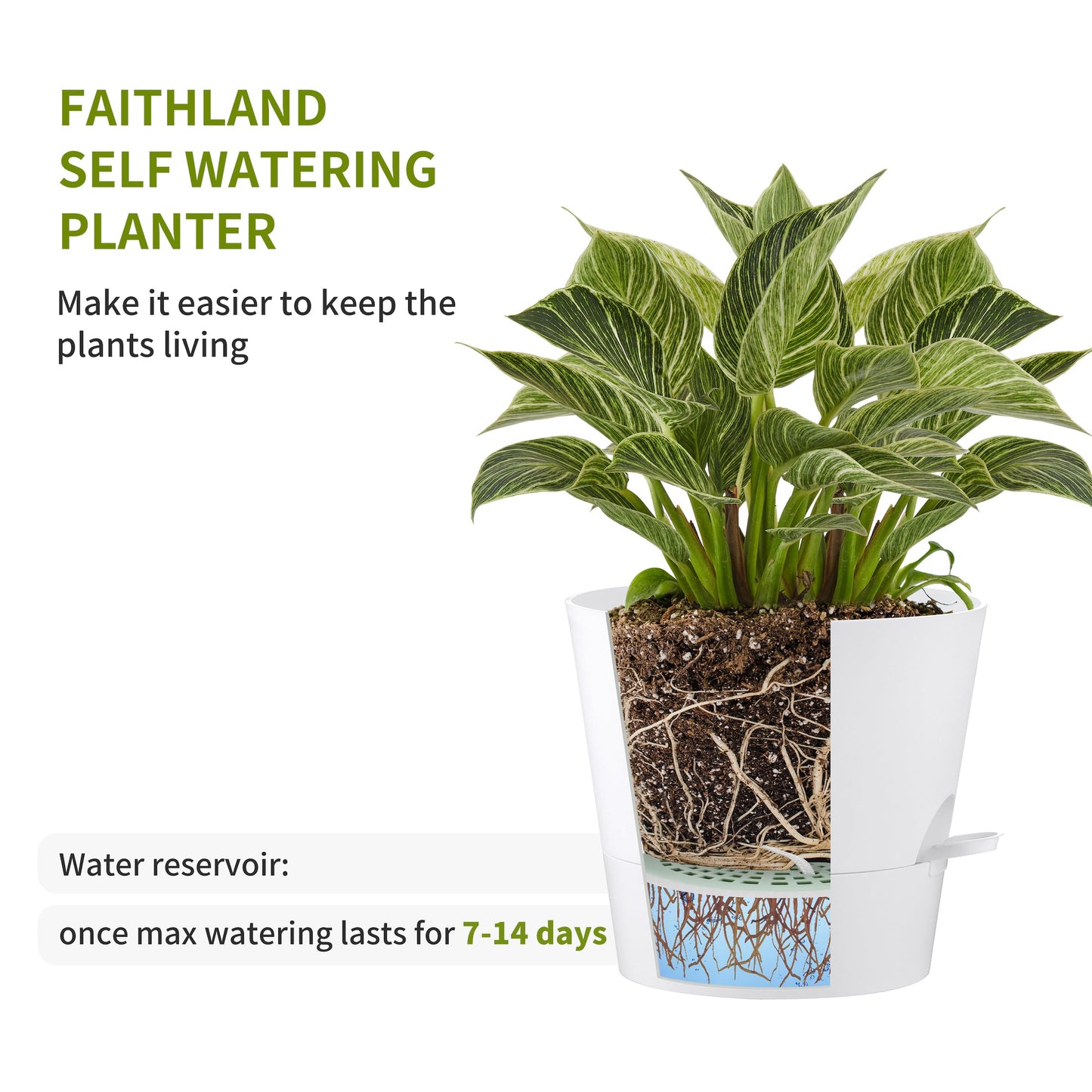 FaithLand 2-Pack 8 Inch Planter Pots for Indoor Outdoor Plants, Self Watering Flower Pots with Deep Reservoir, White with Terracotta …