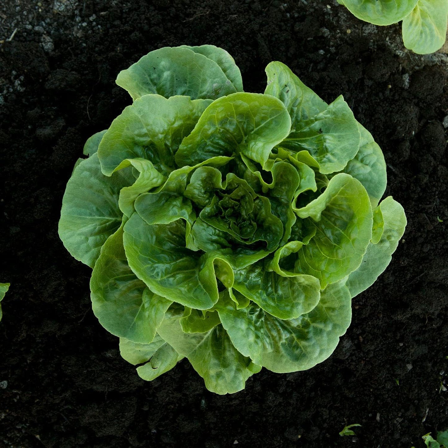 19.3 oz. 4-pack Bonnie Plants Green Romaine Lettuce