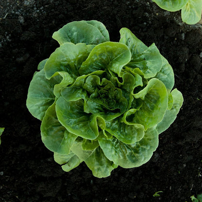 19.3 oz. 4-pack Bonnie Plants Green Romaine Lettuce