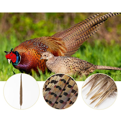 MAOFENG 12pcs Natural Feathers Male Ringneck Pheasant Tails Feathers 16-18inch 40-45cm for Crafts Wedding Party Performance Home DIY Decoration,Male Pheasant Feathers