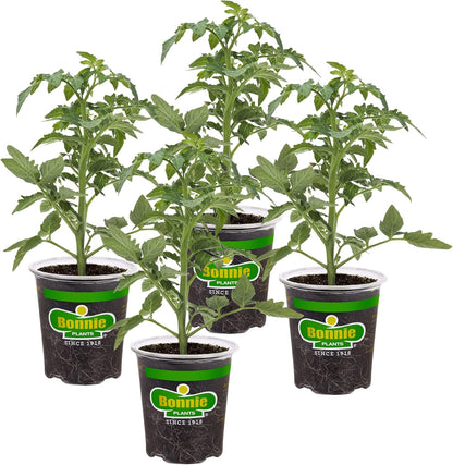 4 Pack 16 oz Bonnie Plants Better Boy Tomato: Live Vegetable Plants, Disease Resistant, Large Fruit Size, Non-GMO, Red