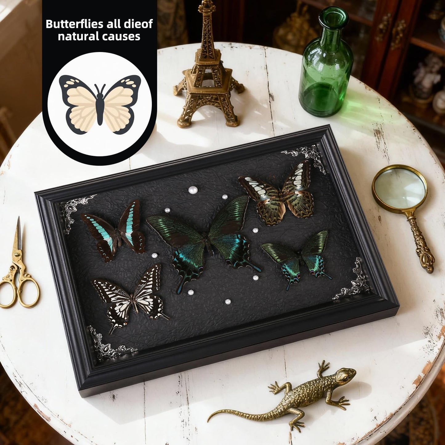 Real Framed Butterfly Taxidermy Collection - Set of 5 in Shadow Box Display - Natural Wood Frame with Museum Quality Preservation - for Home Decor, Wall Art, Gift