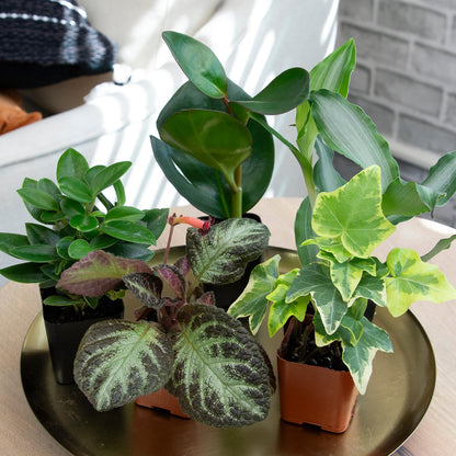 Easy to Grow Houseplants (Pack of 6), Live House Plants in Containers, Growers Choice Plant Set in Planters with Potting Soil Mix, Home Décor Planting Kit or Outdoor Garden Gifts by Plants for Pets