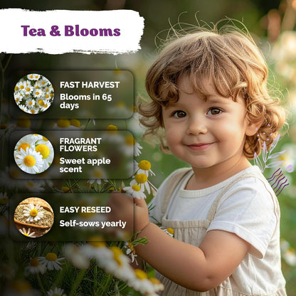 2,500 KVITER German Chamomile Seeds for Planting (Matricaria Chamomilla/Recutita) Heirloom & Non-Gmo Medicinal Herb