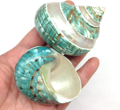 PEPPERLONELY 2 2-1/2 Inch 3 Inch PC Natural Large Hermit Crab Shells, Banded Green Blue Gade Turbo, ~
