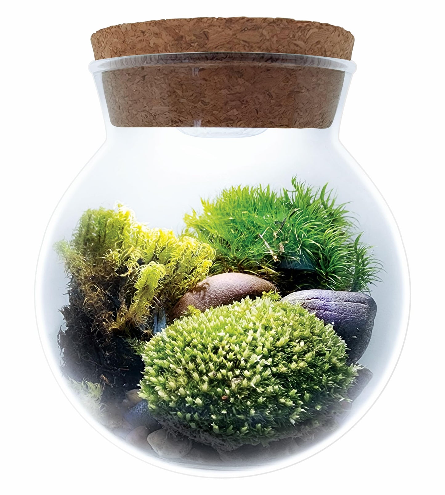 Create Your Serene Moss Sanctuary with The Unique Gardener Moss Bowl Terrarium Kit with LED Light - Complete Terrarium Supplies, Indoor Plants for Stress Relief & Air Purification!