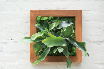 SuperMoss (90471) Mounted Fern Kit DIY - Create Your Own Living Wall Art, Customizable Wooden Frame with Moss, Ideal for Indoor & Outdoor Plant Decor, Kitchen, Balcony, & Home Office, 6” x 6”, Natural