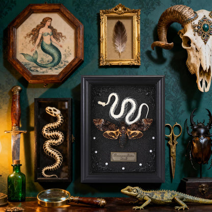 Real Death Head Moth Framed with Snake Skeleton, Gothic Insect Specimen Display in Shadow Box, Taxidermy Collectables Wall Art Home Decor