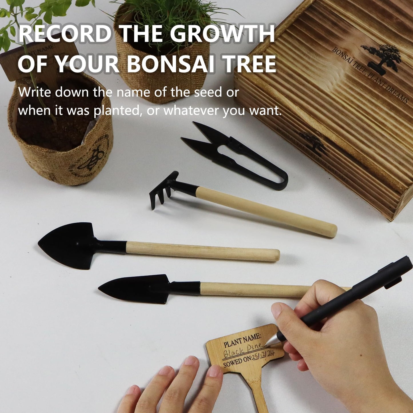 Bonsai Tree Starter Kit for Beginners - Indoor Live Plant Gardening Adult Craft DIY Kits - Unique Christmas, Birthday, White Elephant Gifts for Women, Men & Kids