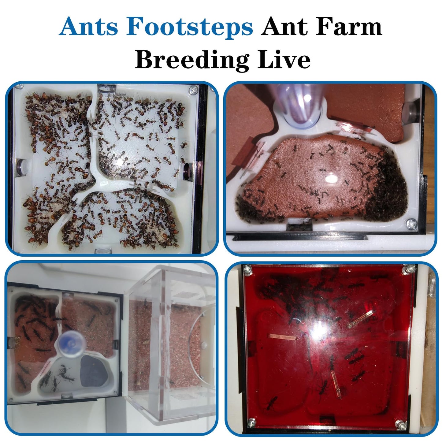 Ant Farm Nest Science DIY Terrarium Kit Care for Live Ants Ant Habitat with Water Tower Nurturing Room and Comprehensive Observation-Set 1