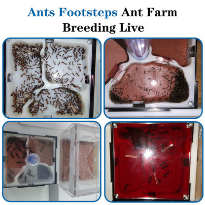 Ant Farm Nest Science DIY Terrarium Kit Care for Live Ants Ant Habitat with Water Tower Nurturing Room and Comprehensive Observation-Set 1