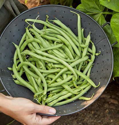274 2 Burpee Blue Lake Bush Bean Seeds ounces of seed